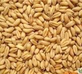 求购小麦麦麦麦类