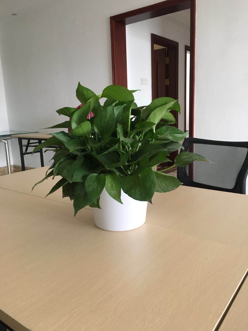 植物租赁,植物租售,绿植租赁