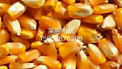 崇州市酒厂求购玉米大米碎米,高粱,木薯淀粉