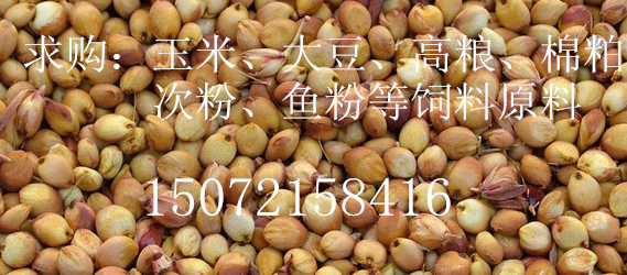 旺川求购玉米高粱棉粕碎米鱼粉