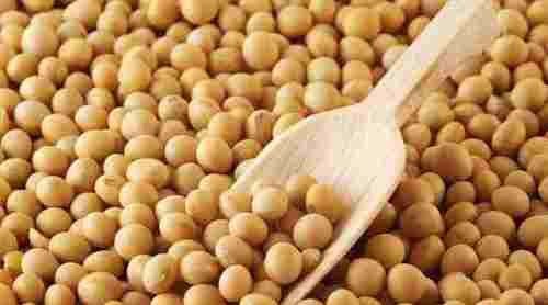 求购高粱糯米玉米大米淀粉豆类碎米小麦大米等原料