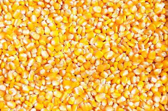 求购玉米小麦高粱淀粉豆类大米碎米糯米