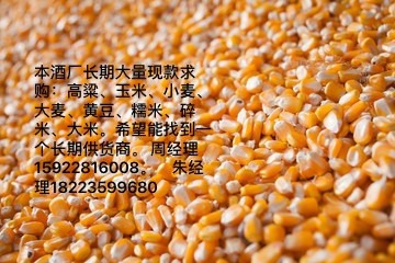 酒厂现款求购玉米粒300吨