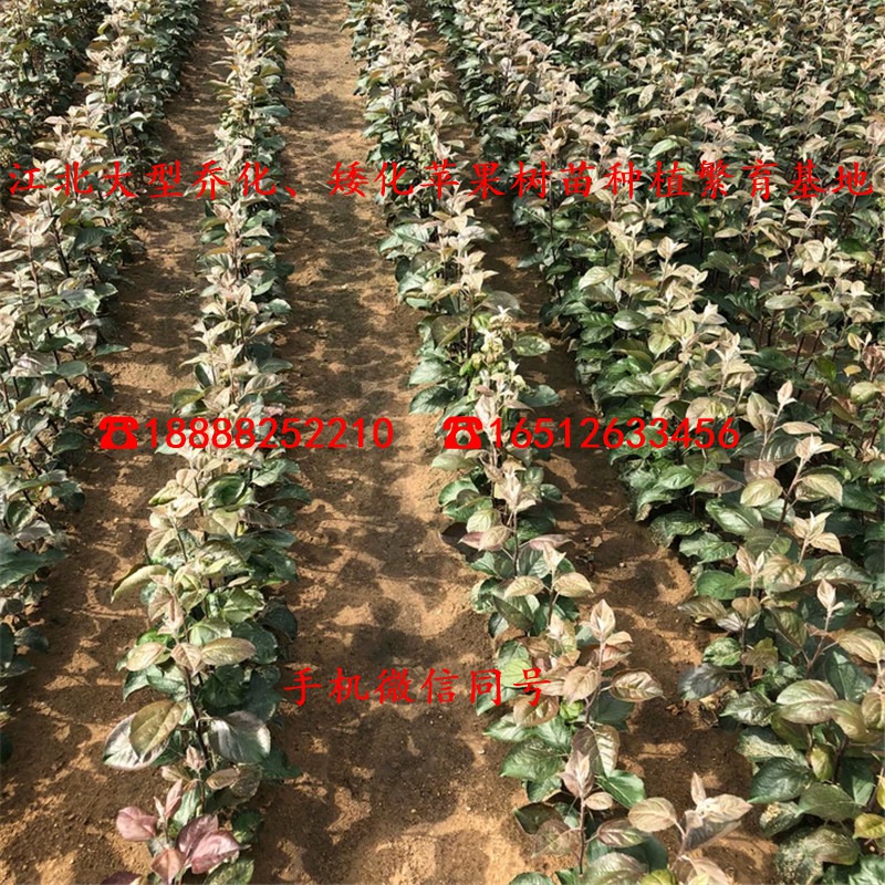 魔笛苹果苗批发出售厂家、魔笛苹果苗多少钱