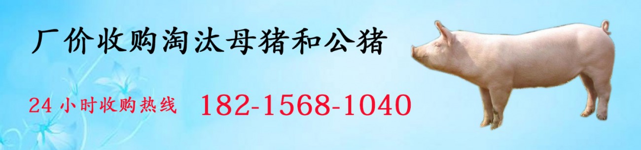 高价收购淘汰母猪公猪