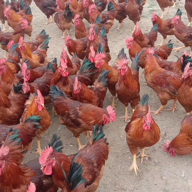 红玉鸡苗批发市场 大红玉鸡苗价钱一只 九斤红肉鸡苗供应 B380鸡苗