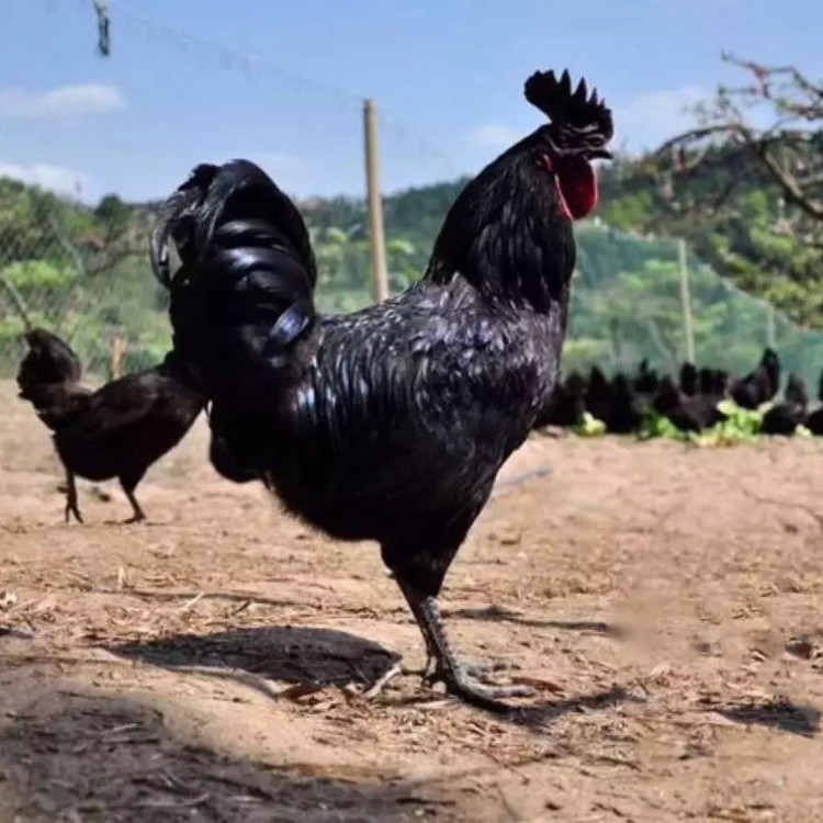 纯种乌鸡苗批发 快大黑乌鸡苗出售 黑羽乌骨鸡苗供应厂家 大种黑乌鸡苗 盐津黑乌鸡苗价格