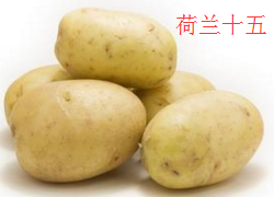 求购大蒜和马铃薯