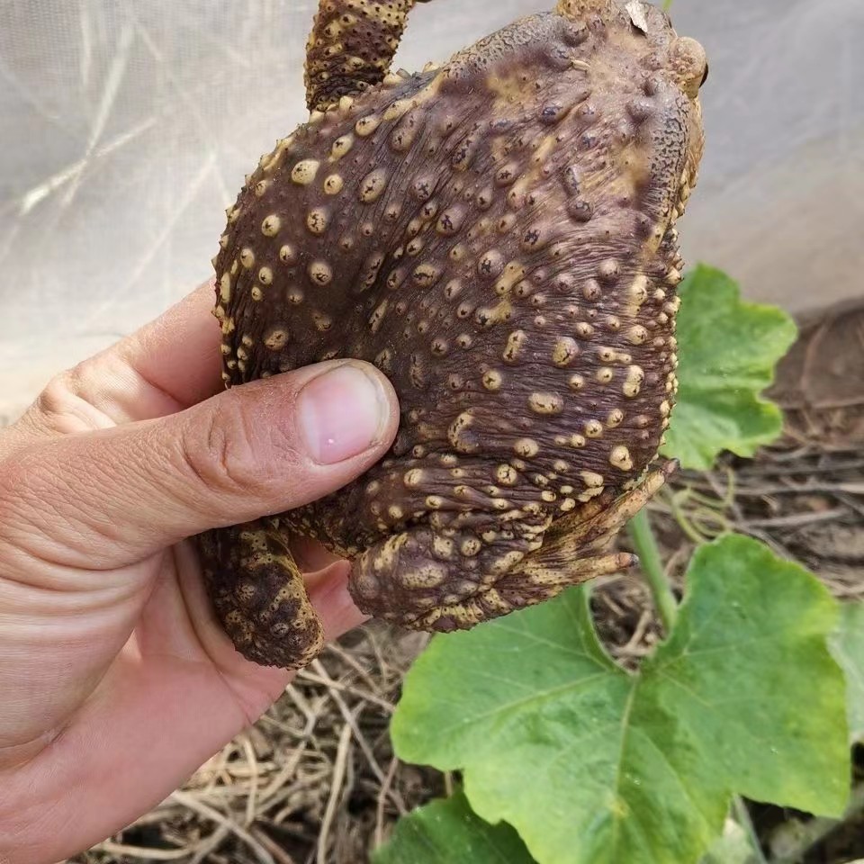 癞蛤蟆怎扒皮的方法