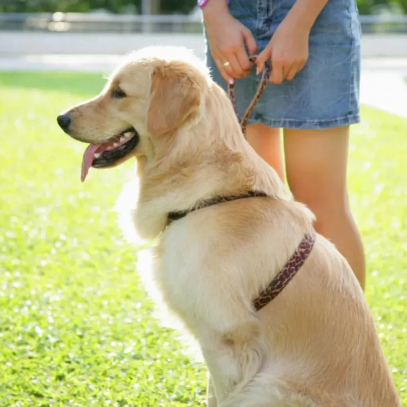 宠物产业.宠物作为伴侣.宠物收养数量|美国奥兰多宠物展2025GLOBAL PET EXPO