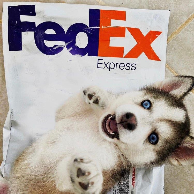 汕尾联邦快递公司-FedEx汕尾快递-联邦化工品运输