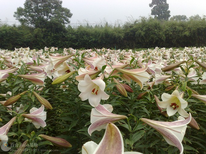 五月份百合花文化旅游节圆满结束