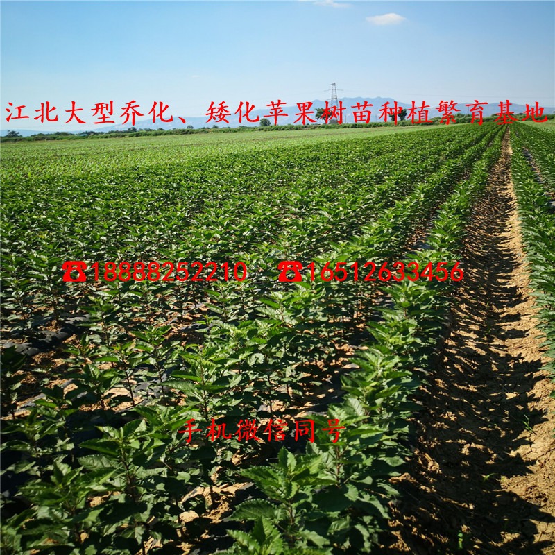 烟富10号苹果苗、4年烟富10号苹果苗、烟富10号苹果苗一株多少钱