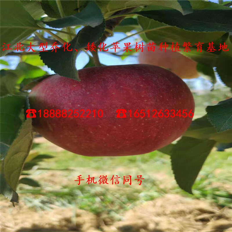 hff63苹果苗价格多少钱、hff63苹果苗多少钱一棵