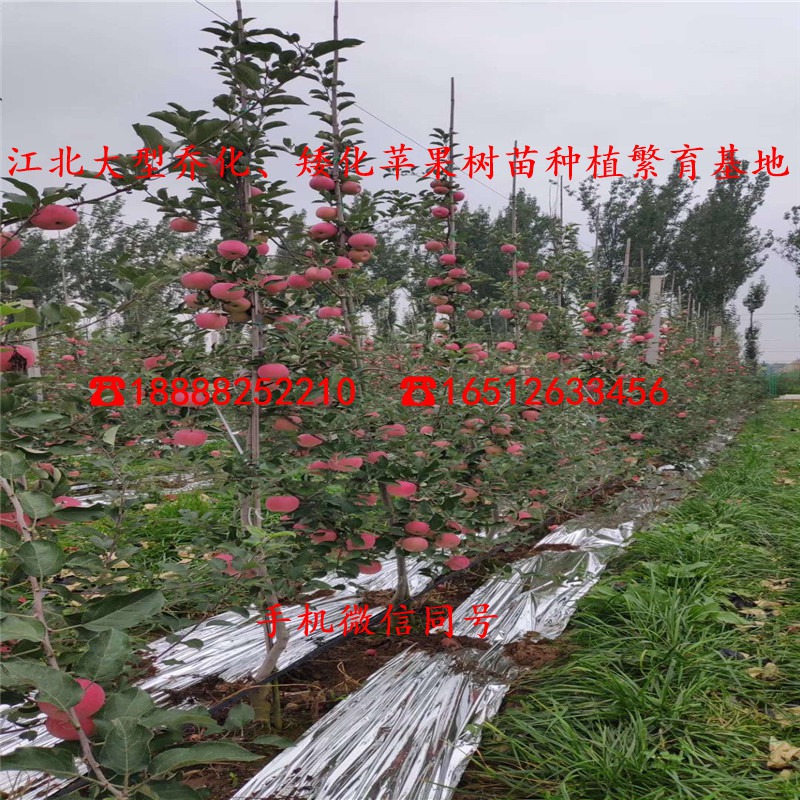 一年爱妃苹果苗报价、爱妃苹果苗出售基地