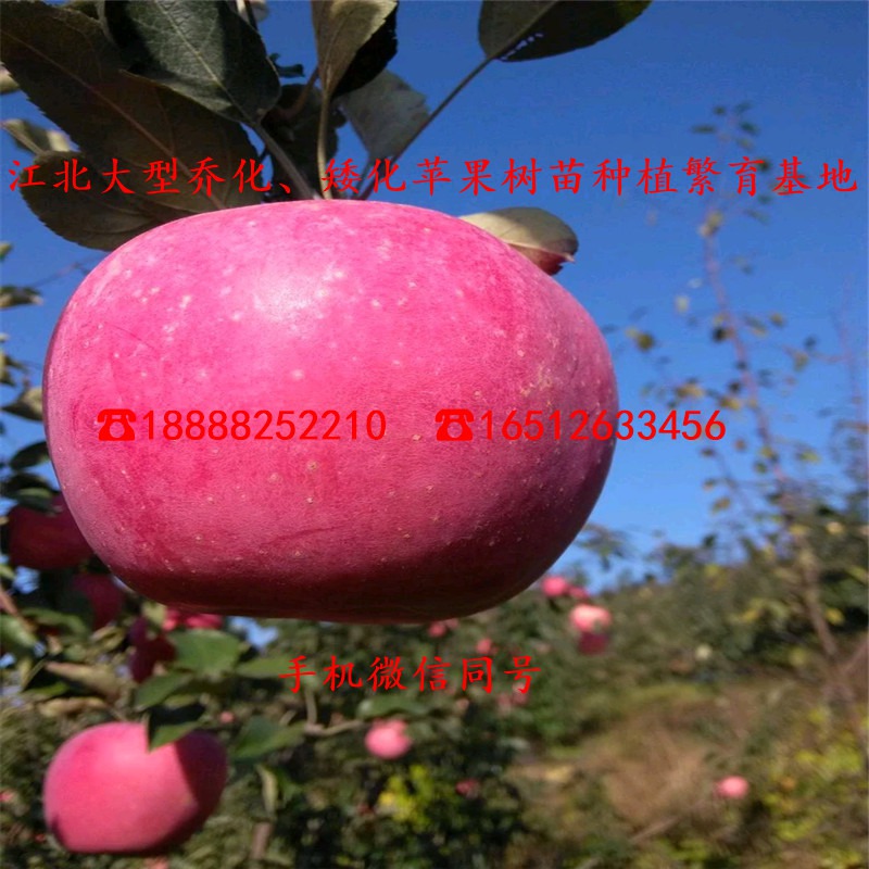 一年爱妃苹果苗报价、爱妃苹果苗出售基地