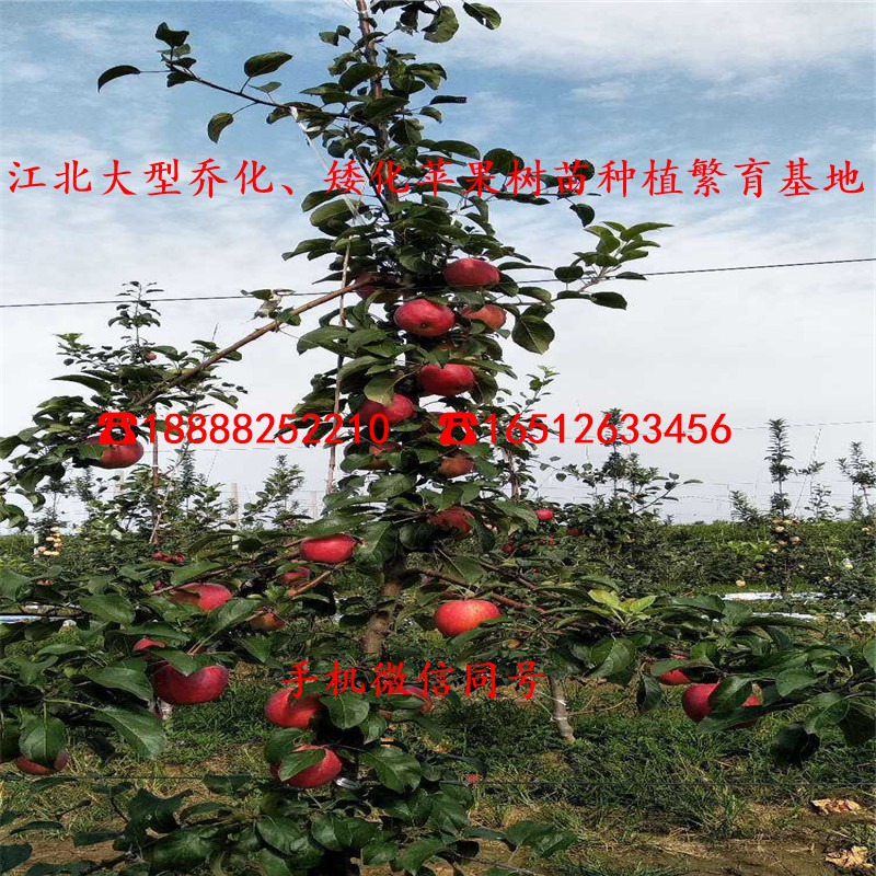 自根砧苹果苗批发价格多少、自根砧苹果苗价格多少
