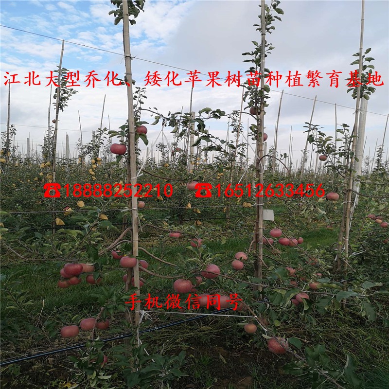 矮化苹果苗、2公分矮化苹果苗、矮化苹果苗价格多少钱