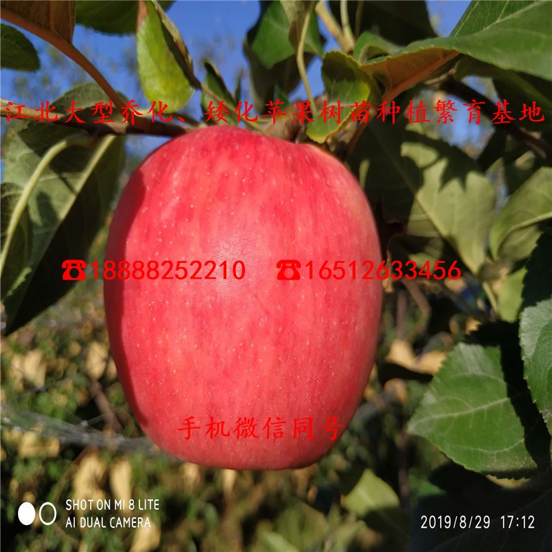 M7苹果苗哪里有卖、3公分粗M7苹果苗多少钱