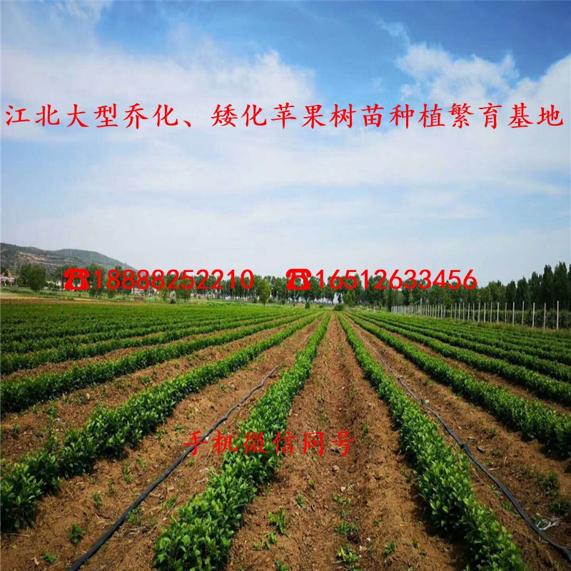 一公分粗红美人苹果苗多少钱、红美人苹果苗批发价格