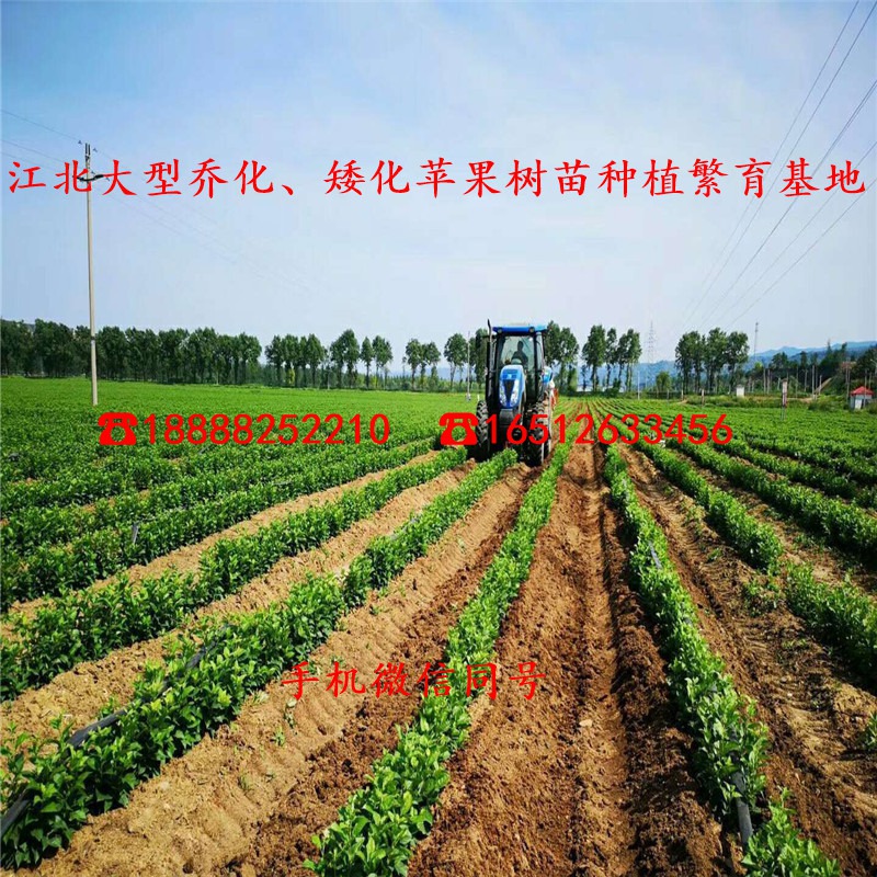 矮化苹果苗、2公分矮化苹果苗、矮化苹果苗价格多少钱