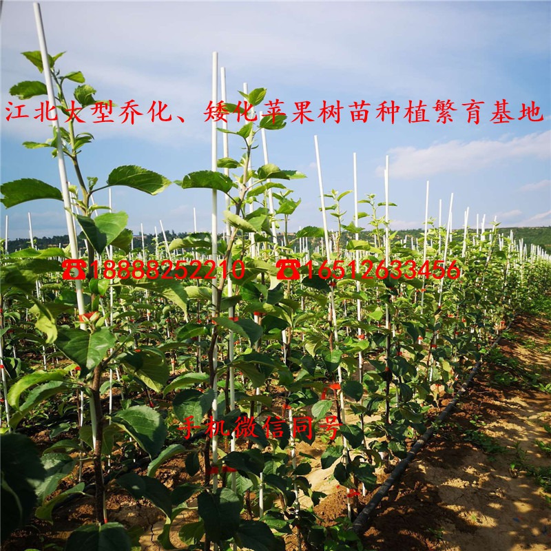 矮化苹果苗、2公分矮化苹果苗、矮化苹果苗价格多少钱