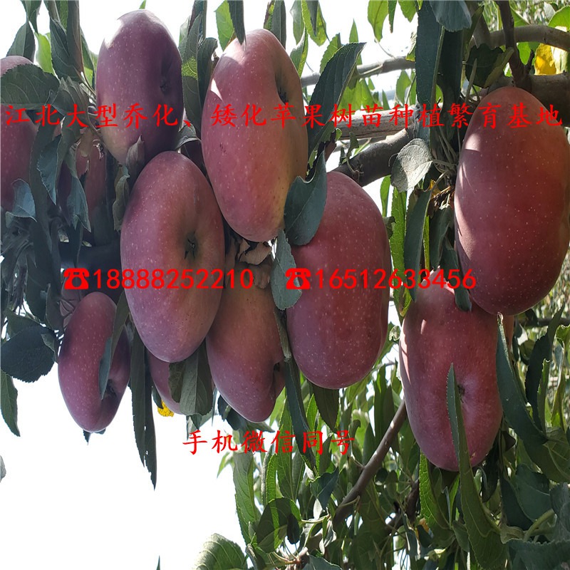 瑞普利苹果苗基地、二公分粗瑞普利苹果苗基地