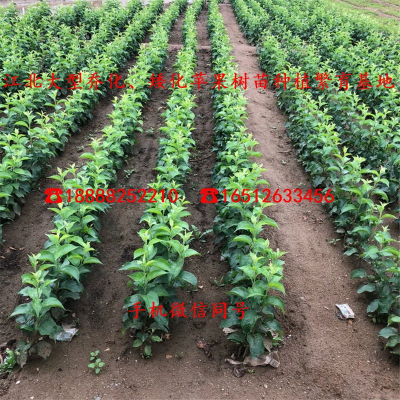 hff63苹果苗价格多少钱、hff63苹果苗多少钱一棵