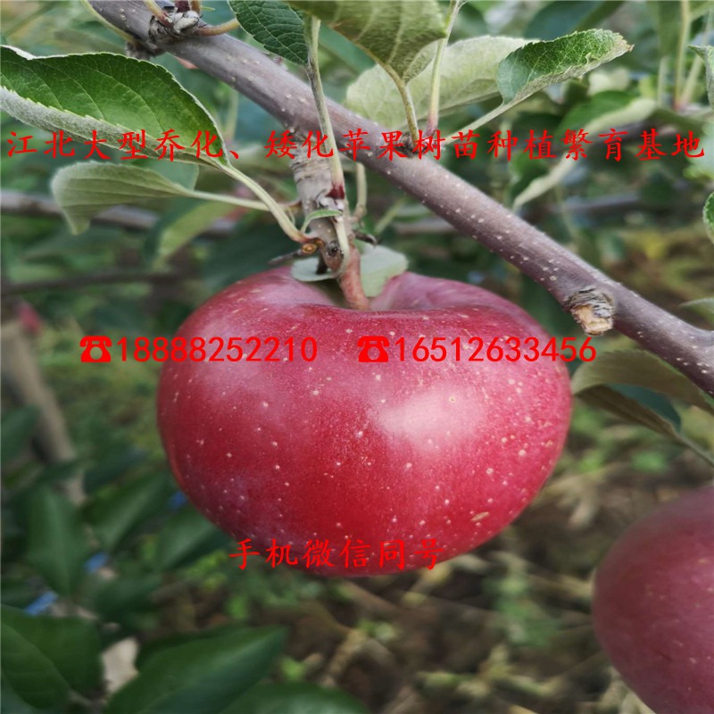 烟富10号苹果苗、4年烟富10号苹果苗、烟富10号苹果苗一株多少钱