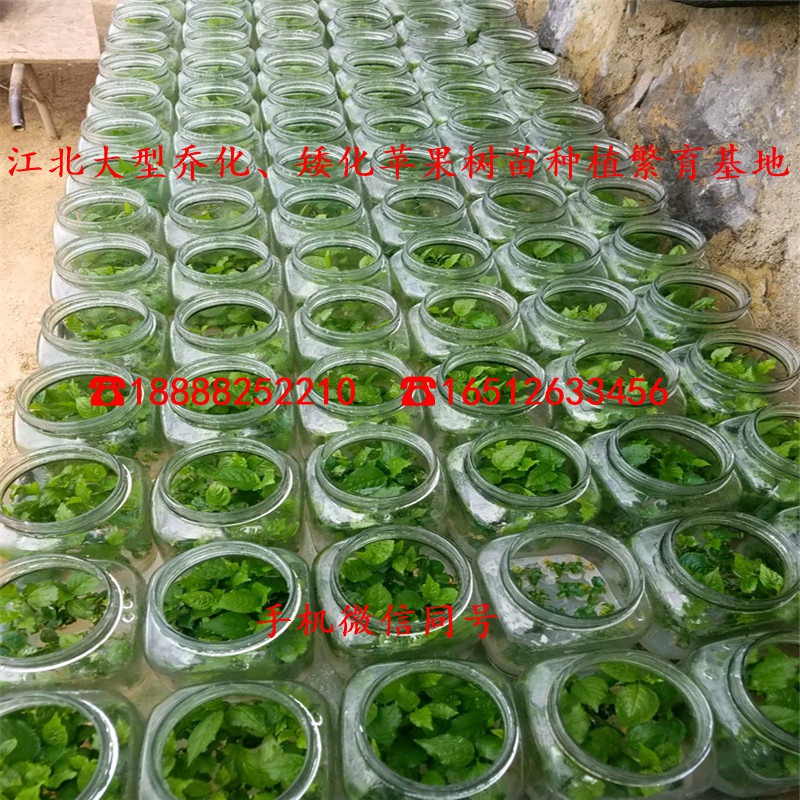 自根砧苹果苗批发价格多少、自根砧苹果苗价格多少