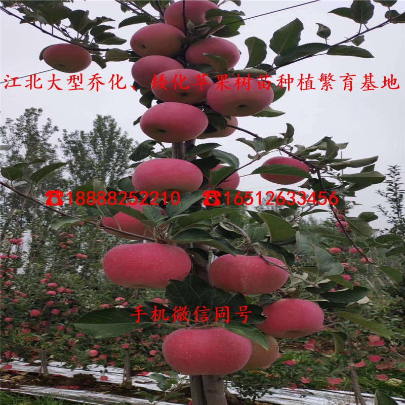 自根砧苹果苗批发价格多少、自根砧苹果苗价格多少