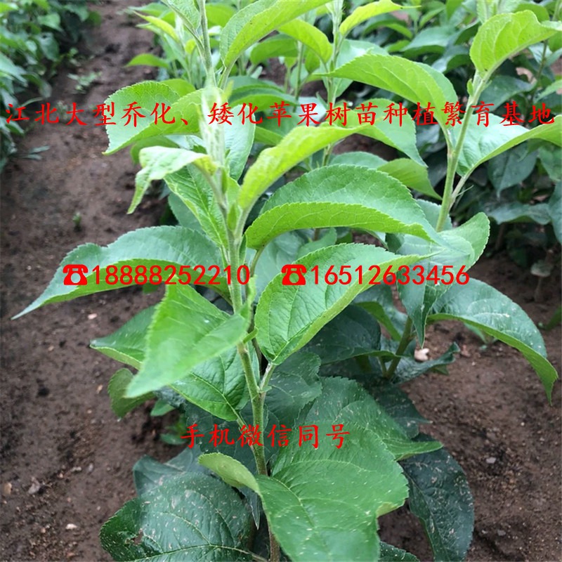 烟富10号苹果苗、4年烟富10号苹果苗、烟富10号苹果苗一株多少钱