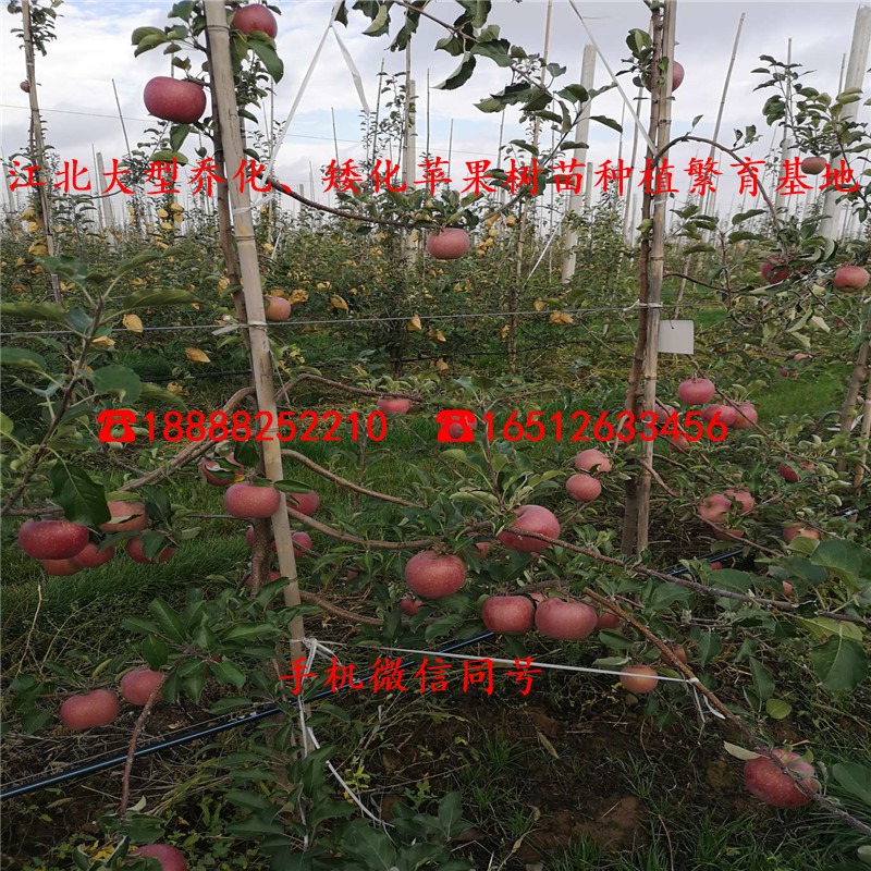 矮化苹果苗、2公分矮化苹果苗、矮化苹果苗价格多少钱