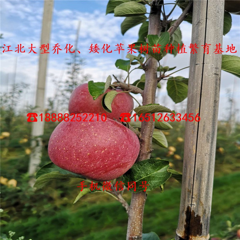 M7苹果苗、四年生M7苹果苗、M7苹果苗批发多少钱