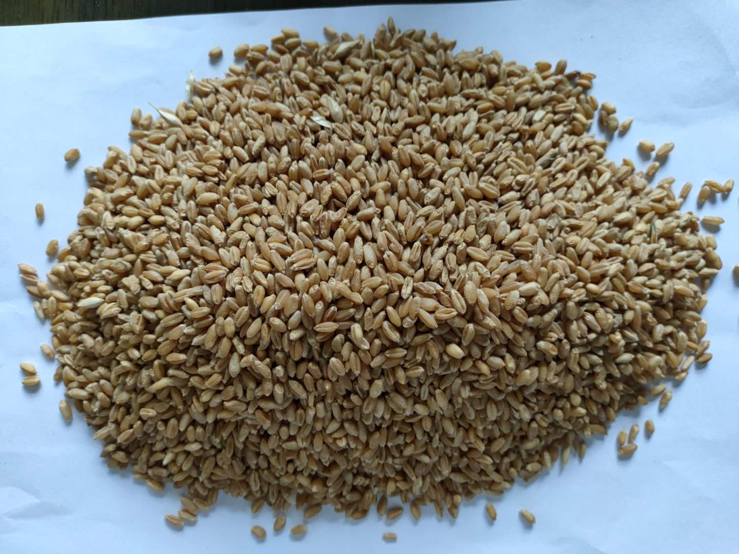 收购大量优质高粱、大豆、棉粕