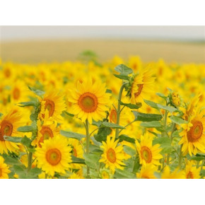 汕头市天华数码信息科技有限公司