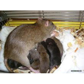 怀化小蓝猫专业灭鼠杀虫