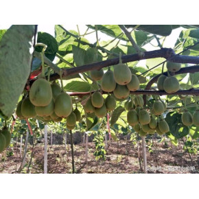 泸州：这400亩猕猴桃刚刚挂果 吃货稳住