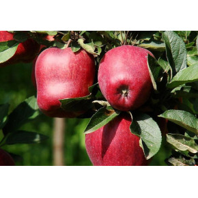 【陇邽生态园】关于花牛的苹果的来源！