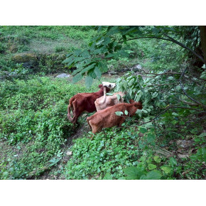 山里的自然、健康《安康市汉滨区昌隆养殖农民专业合作社》 