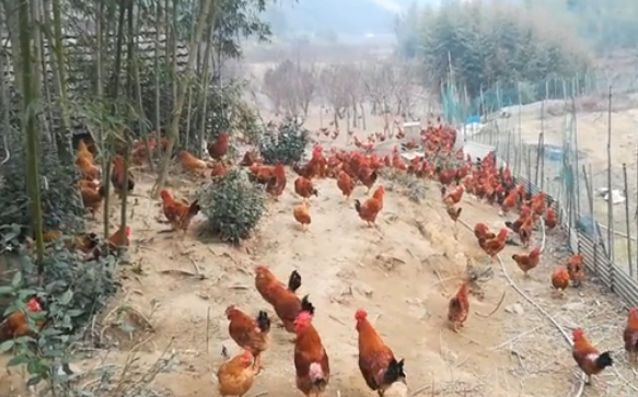 安吉竹林鸡视频