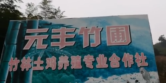 安吉竹林鸡视频2