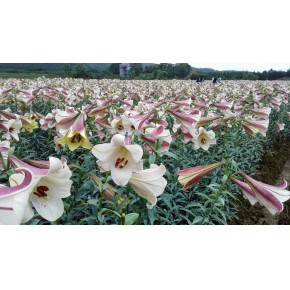 从科学的角度分析龙牙百合为什么是秋季种植