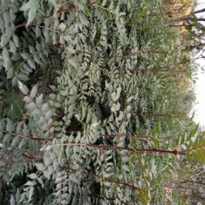 1年大红袍花椒苗 2年大红袍花椒苗 正宗大红袍花椒苗种植基地