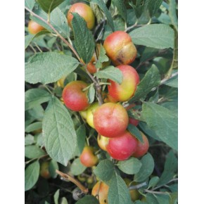 钙果苗种植前景