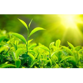 茶意荟茶叶:茶叶有保质期吗?隔年绿茶喝还是不喝?