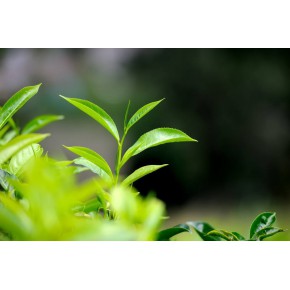 茶意荟茶叶:喝茶的生活方式