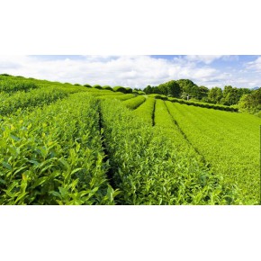 茶意荟茶叶：什么是茶道24品，喝茶18品？