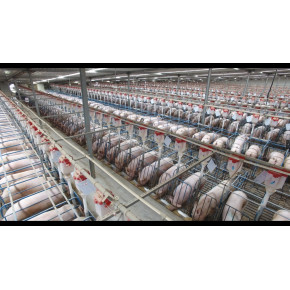 种猪批量采购，大量采购高品质种猪就找天兆猪业 