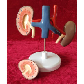 河南德教医学科普知识小课堂